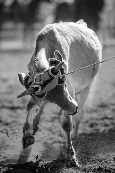 Borjút Egy Csapat Lasszózási Eseményen Rabolták Cowboyok Egy Country Rodeón — Stock Fotó