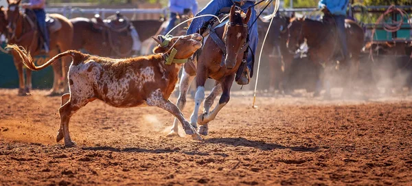 Bezerro Sendo Lassoado Evento Cordas Bezerro Equipe Por Vaqueiros Rodeio — Fotografia de Stock