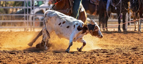 Becerro Siendo Encadenado Evento Cuerda Becerro Equipo Por Vaqueros Rodeo —  Fotos de Stock