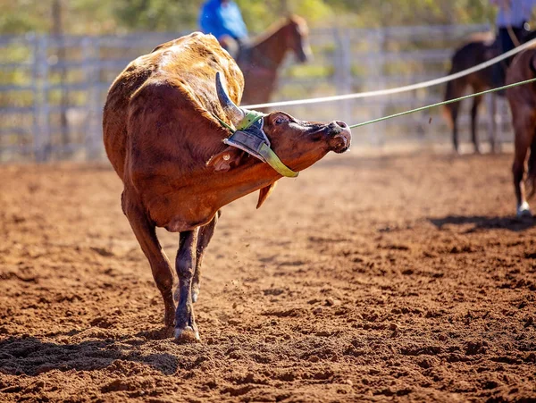 Calf Being Lassoed Team Calf Roping Event Cowboys Country Rodeo — Stock Photo, Image