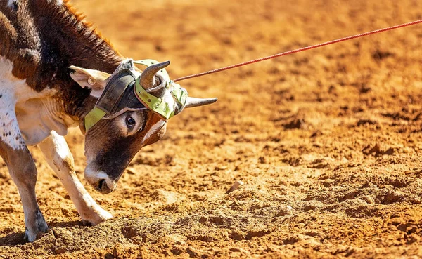 Cielak Jest Bity Lassem Drużynie Łydek Przez Kowbojów Wiejskim Rodeo — Zdjęcie stockowe