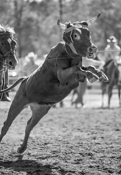 Bezerro Sendo Lassoado Evento Cordas Bezerro Equipe Por Vaqueiros Rodeio — Fotografia de Stock