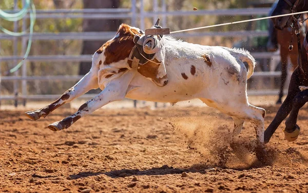 Borjút Egy Csapat Lasszózási Eseményen Rabolták Cowboyok Egy Country Rodeón — Stock Fotó