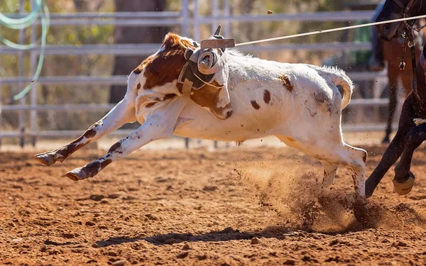 Kalv Lassoas Ett Team Kalv Rep Händelse Cowboys Ett Land — Stockfoto