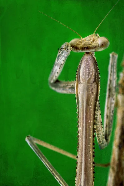 Makro Bild Bedjande Mantis Grön Bakgrund Med Struktur Överlägg — Stockfoto
