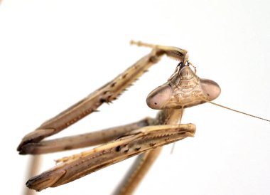 Beyaz arka planda izole edilmiş böcek yemeği yedikten sonra pençelerini yalayan peygamberdevesinin yakın çekimi.