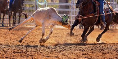 Buzağı kementle kement atma yarışmasında bir rodeoda kovboylar tarafından kement atıldı.
