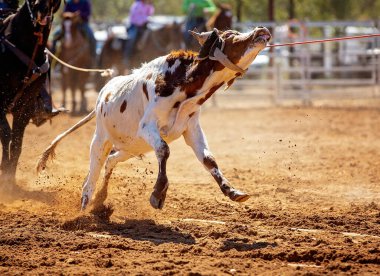 Buzağı kementle kement atma yarışmasında bir rodeoda kovboylar tarafından kement atıldı.