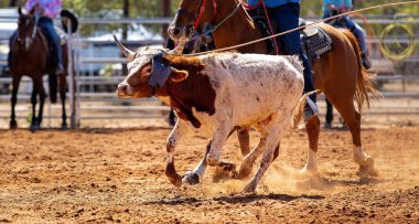 Buzağı kementle kement atma yarışmasında bir rodeoda kovboylar tarafından kement atıldı.