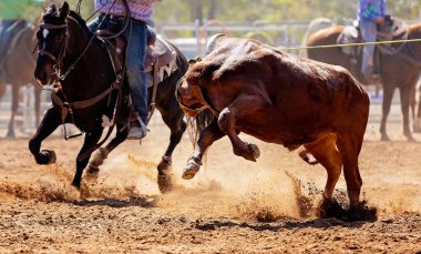 Buzağı kementle kement atma yarışmasında bir rodeoda kovboylar tarafından kement atıldı.