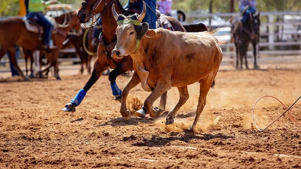 Kalb Wird Von Cowboys Bei Einem Country Rodeo Einem Team — Stockfoto