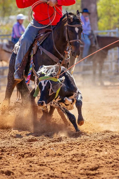 Becerro Siendo Encadenado Evento Cuerda Becerro Equipo Por Vaqueros Rodeo —  Fotos de Stock