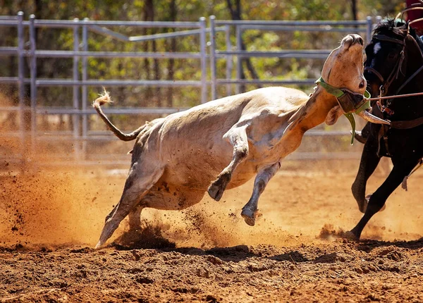 Becerro Siendo Encadenado Evento Cuerda Becerro Equipo Por Vaqueros Rodeo —  Fotos de Stock