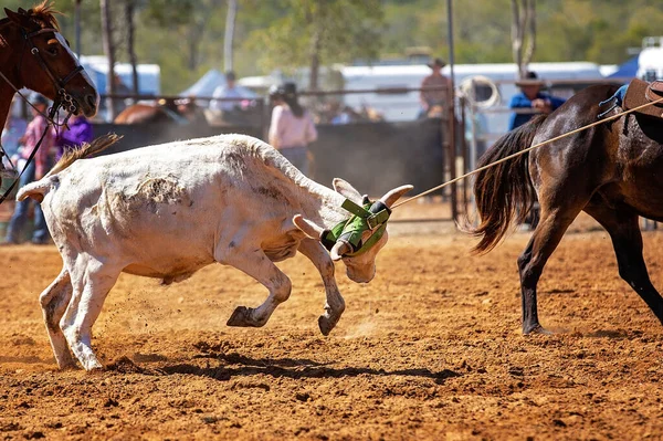 Cielak Jest Bity Lassem Drużynie Łydek Przez Kowbojów Wiejskim Rodeo — Zdjęcie stockowe