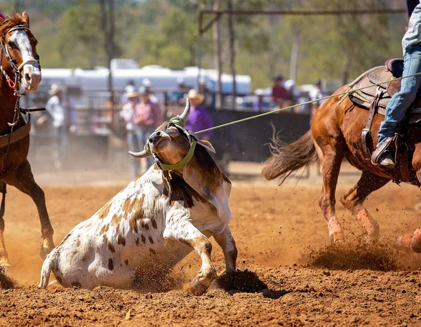 Cielak Jest Bity Lassem Drużynie Łydek Przez Kowbojów Wiejskim Rodeo — Zdjęcie stockowe