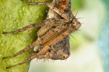 Küçük, zarif bir örümceğin bir dala yapışmış aşırı makrosu.