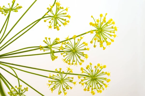 Fiori Finocchio Giallo Spruzzando Uno Sfondo Bianco — Foto Stock