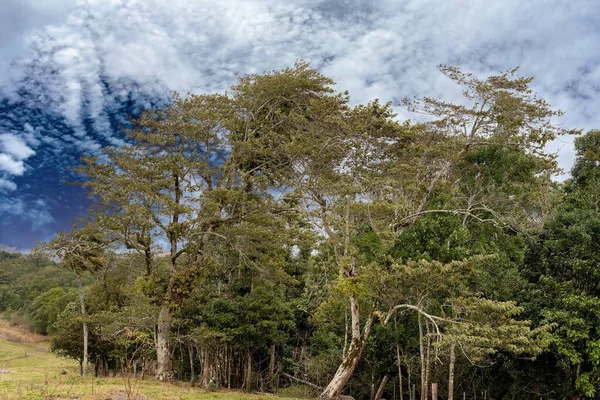 Una Gruesa Plantación Árboles Bosque Contra Cielo Nublado Dramático Día — Foto de Stock