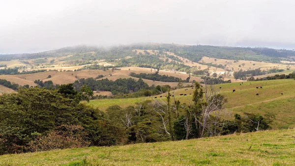 Vacas Pastando Nas Colinas Uma Fazenda Laticínios Dentro Uma Floresta — Fotografia de Stock