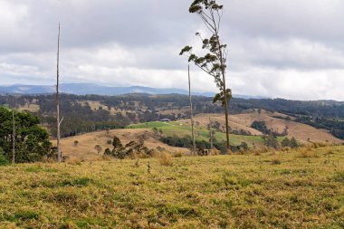 Dağın tepesindeki Avustralya süt çiftlikleri