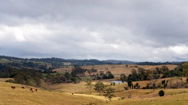 Çayırlarda otlayan süt sığırları olan yuvarlanan tepelerin arasında bir vadide bir baraj