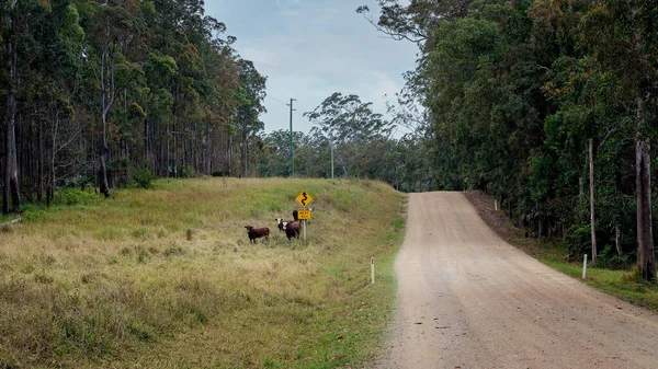 울타리없는 방목장에 젖소들은 꼬불꼬불 비포장도로에 경고의 — 스톡 사진