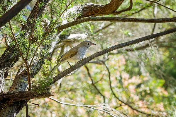 一只小小的红眼鸟栖息在树枝上 背靠着自然明亮的背景 — 图库照片