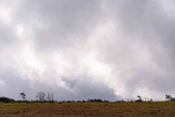 Vacas Lecheras Pastando Horizonte Con Nubes Tormenta Fondo — Foto de Stock