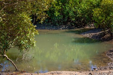 Mavi bir su nehrinin kıyısındaki yoğun mangrov yaşam alanı.