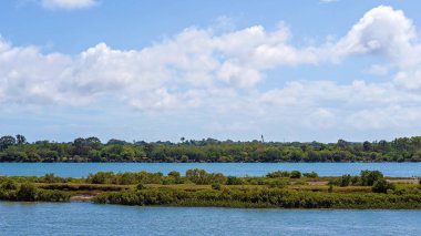 Dalgalar çekildiğinde mavi bir su nehrinin ortasında kıyı bitkileri.