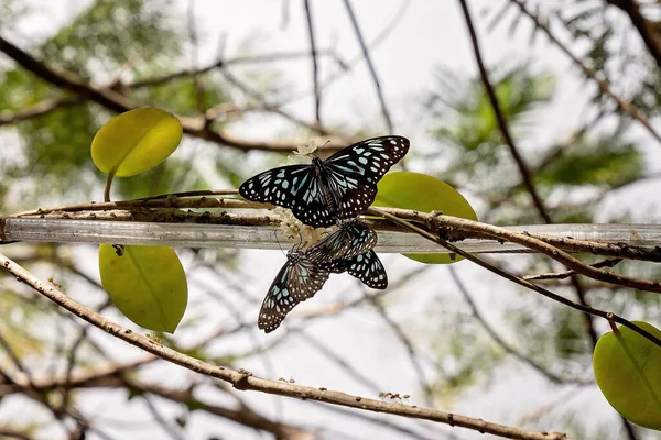 Mariposas Tigre Azul Reunidas Una Rama Sobre Fondo Brillante — Foto de Stock