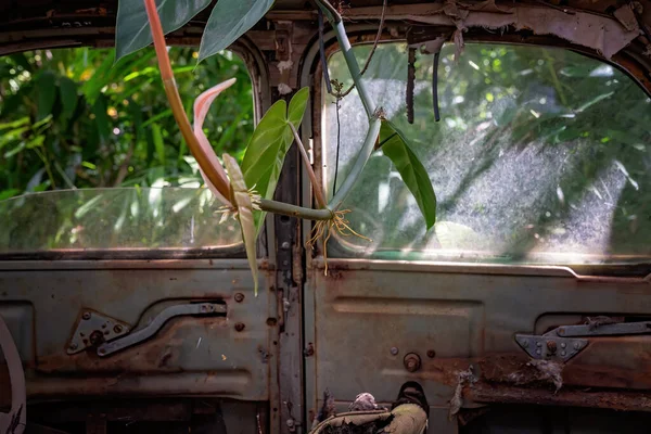 Viñas Que Crecen Por Interior Viejo Coche Oxidado Abandonado Arbusto — Foto de Stock