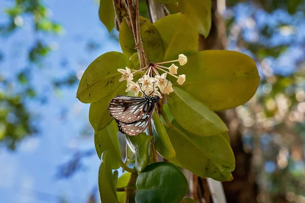 Una Farfalla Tigre Blu Fiore Giardino — Foto Stock