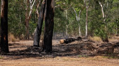 Çalı yangınının tehlikesini azaltmak için kontrollü bir orman yangını.