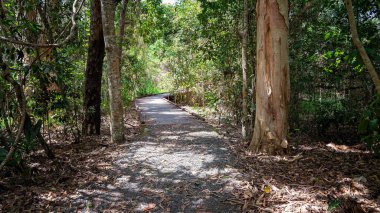 Yerli sulak alanlara yükseltilmiş bir sahil yürüyüşü yayaların bataklık araziyi geçmesini ve çevreyi korumasını sağlıyor.