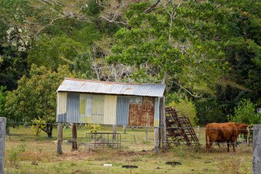 Kırsalda bir inek otlağında eski bir teneke kulübe.