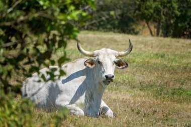 Bütün sabah çimenlerde otladıktan sonra öğlen güneşinde dinlenen bir inek.