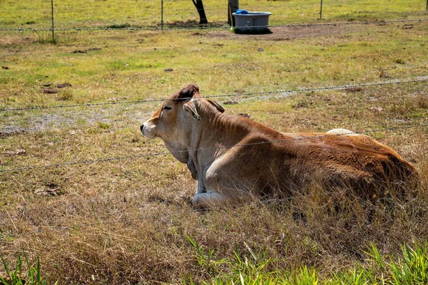 Довольная Корова Сидящая Солнце Колючей Проволокой — стоковое фото