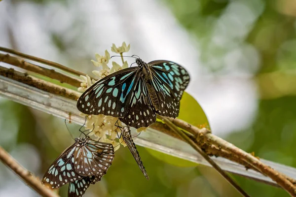 Mariposas Tigre Azul Posadas Sobre Flores Jardín — Foto de Stock