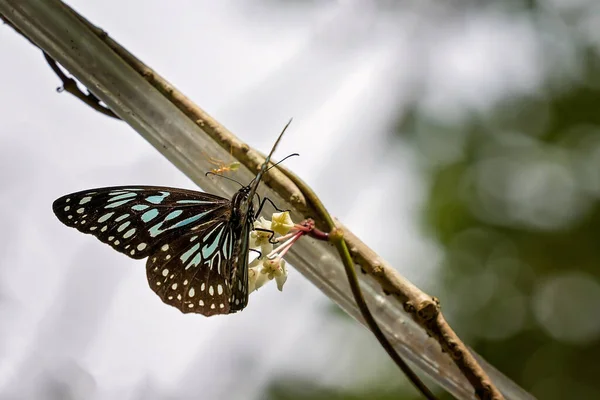 一只蓝虎蝴蝶从花朵中吸蜜 — 图库照片