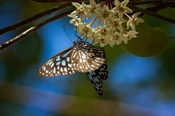 Blå Tigerfjärilar Smuttar Nektar Från Blomma — Stockfoto