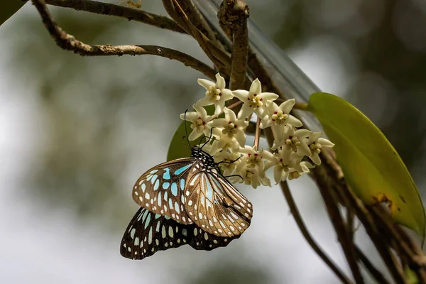 Blue Tiger Fjäril Smuttar Nektar Från Blomma — Stockfoto