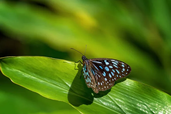 Een Blauwe Tijger Vlinder Een Blad — Stockfoto