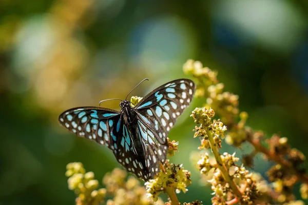 一只蓝虎蝴蝶从花朵中吸蜜 — 图库照片