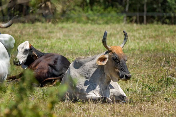 İnekler bütün sabah otladıktan sonra gün ortası güneşinde dinleniyorlar.