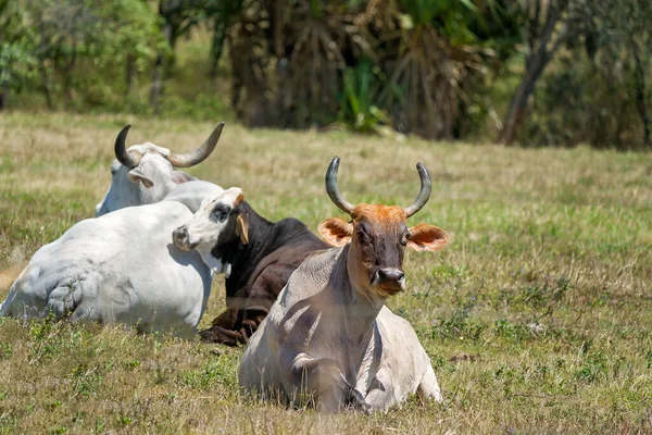 İnekler bütün sabah otladıktan sonra gün ortası güneşinde dinleniyorlar.