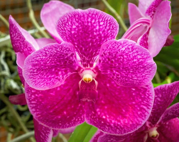 Detailní Záběr Růžové Orchideje Rostoucí Skleníku Přírodním Pozadím — Stock fotografie