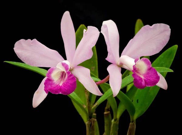 Detailní Záběr Růžové Orchideje Kvete Skleníku Černým Pozadím — Stock fotografie