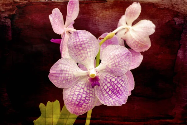 Detailní Záběr Růžové Orchideje Tmavým Texturovaným Pozadím — Stock fotografie