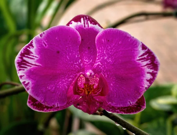 Detailní Záběr Růžové Orchideje Rostoucí Skleníku Přírodním Pozadím — Stock fotografie